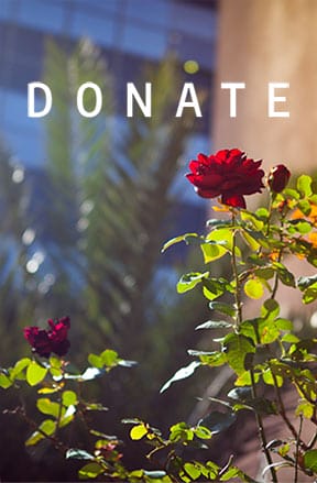 Vibrant red roses in a garden with the word "DONATE" prominently displayed, encouraging charitable contributions and support for a cause.