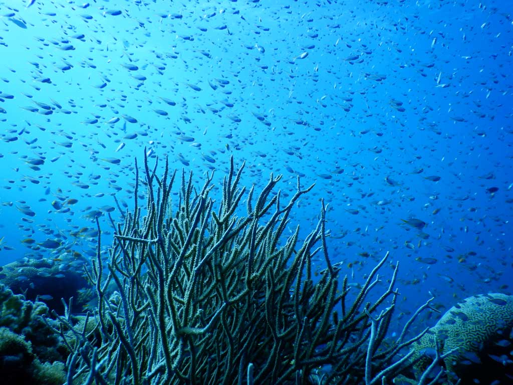 Red Sea Reef With Coral And Fish